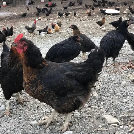 Durusu Ciftlik Evleri Datca