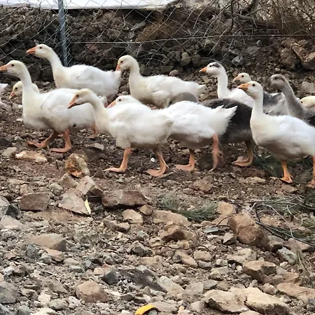 Durusu Ciftlik Evleri Hotel