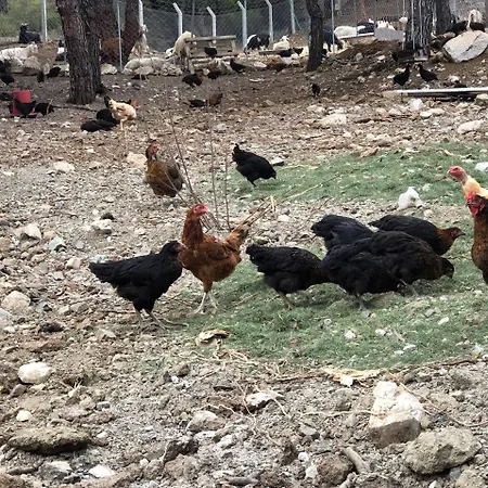 Hotel Durusu Ciftlik Evleri Datca