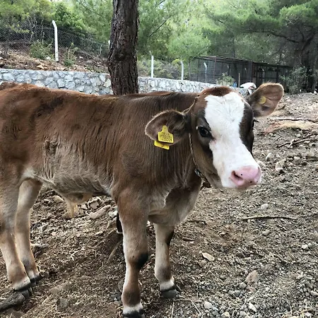 Durusu Ciftlik Evleri Hotel